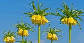 Two rows of yellow imperial crown flowers seen from below.