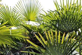 Indoor palm trees