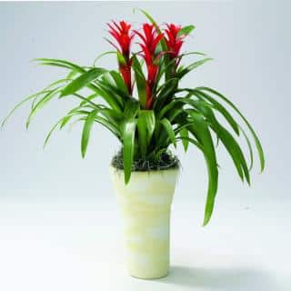 Red guzmania in a pot, perfect flower for the home in winter