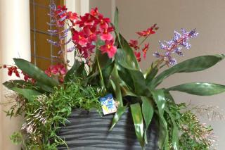 Indoor flower arrangement for winter flower plants