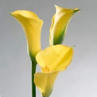 Yellow zantedeschia blooming in winter in the house