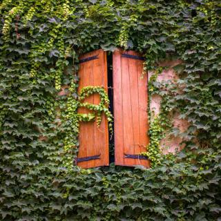 Varnished shutters half closed with a wall covered in ivy.