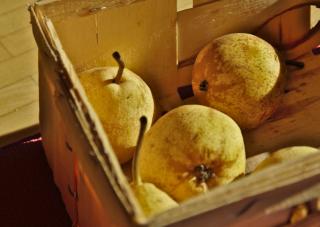 Pear harvest in a tray for keeping over winter