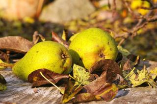 Pears that keep for a long time