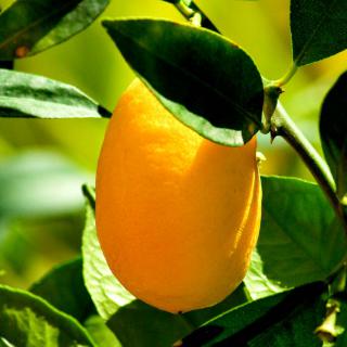 Bright yellow kumquat fruit ripening on tree.