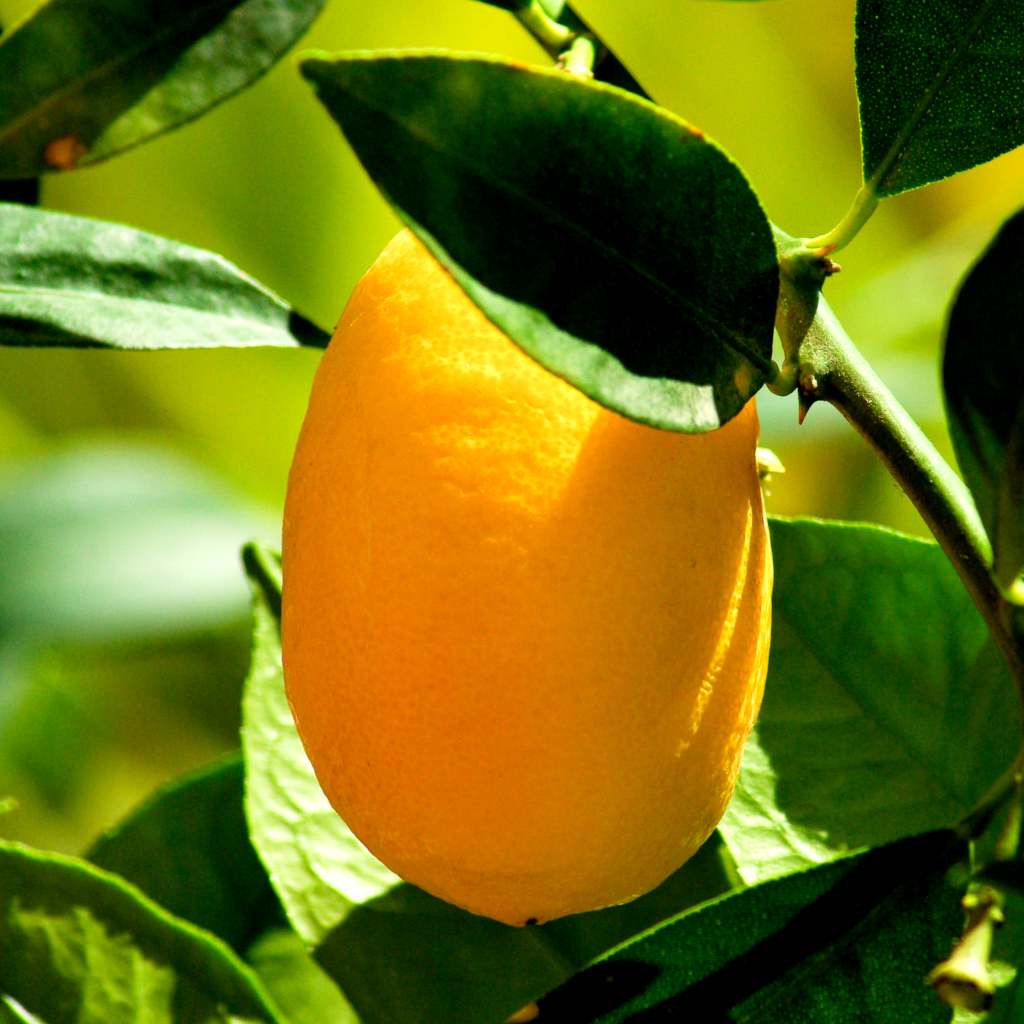 Bright yellow kumquat fruit ripening on tree.