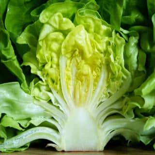 Benefits of lettuce appear with this head of lettuce sliced in half.