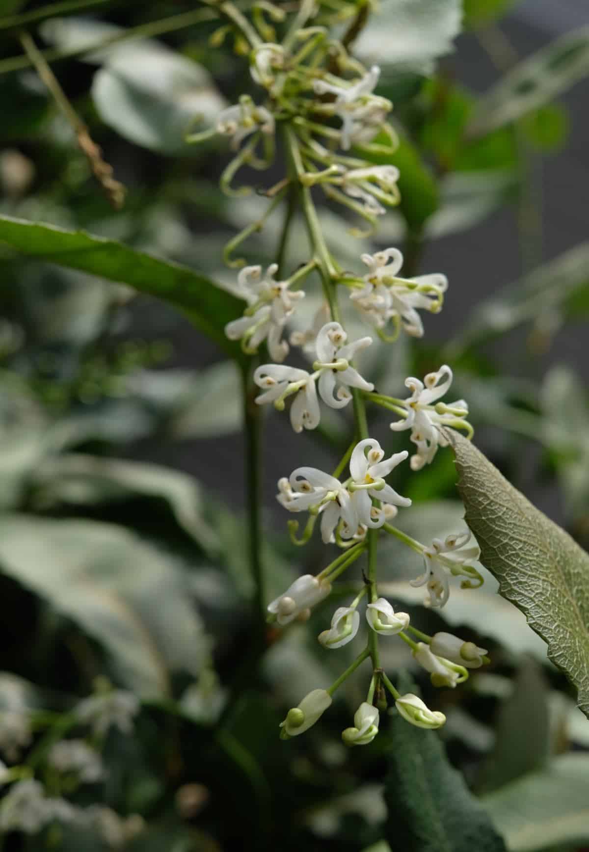 A lomatia shrub flower.