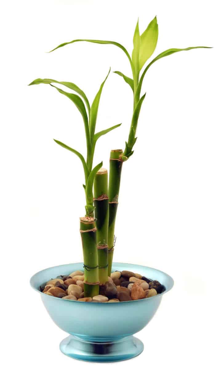 Lucky bamboo in a pot filled with gravel