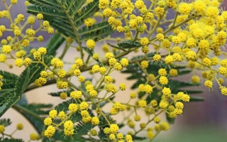 Beautiful branch of a mimosa tree loaded with flowers budding and just about to open up.