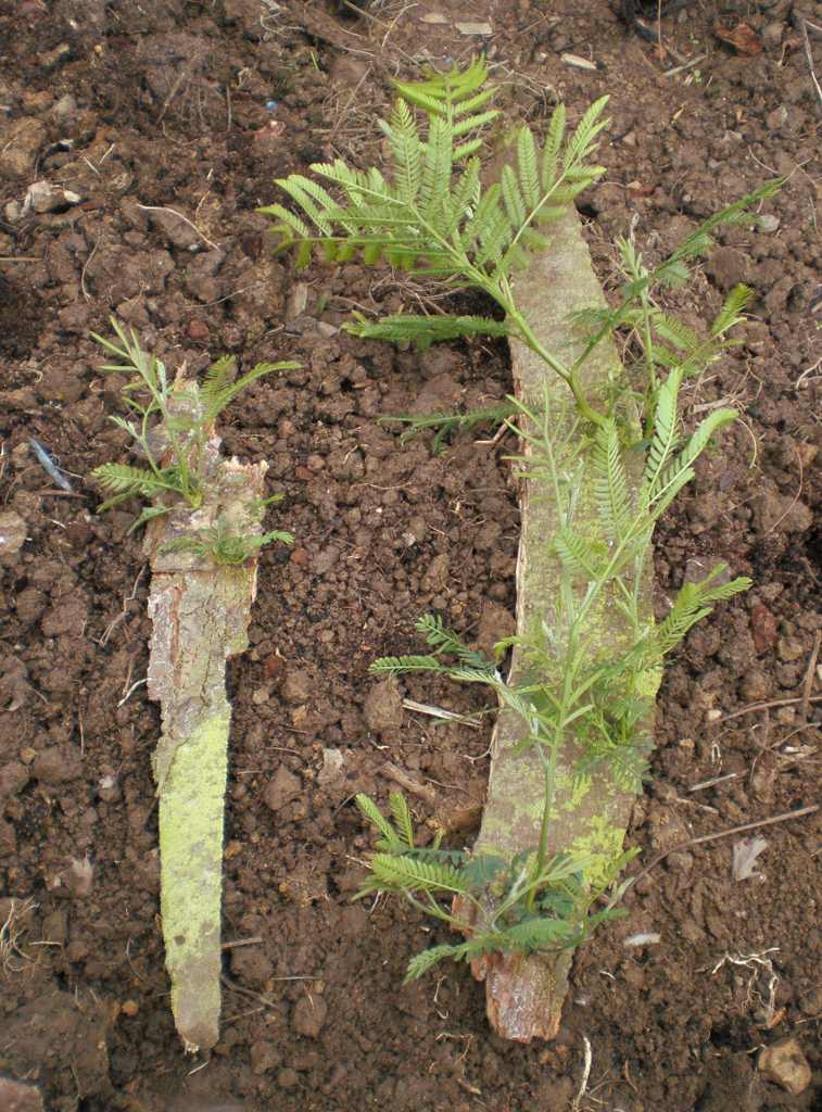 Two slabs of bark from a damaged tree recovered with sprouting mimosa tree shoots.