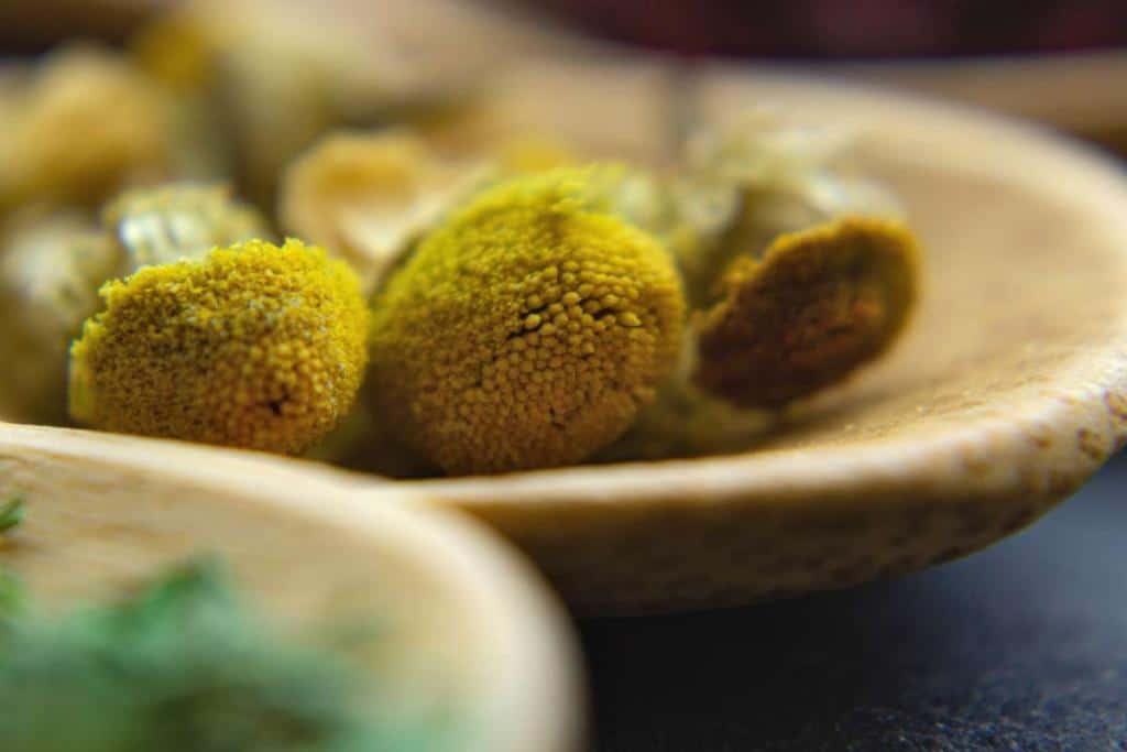 Mathunga Benefits Ulcer - How to treat it naturally with herbal plants