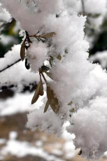 Close-up of an olive tree branch covered in heavy snow.