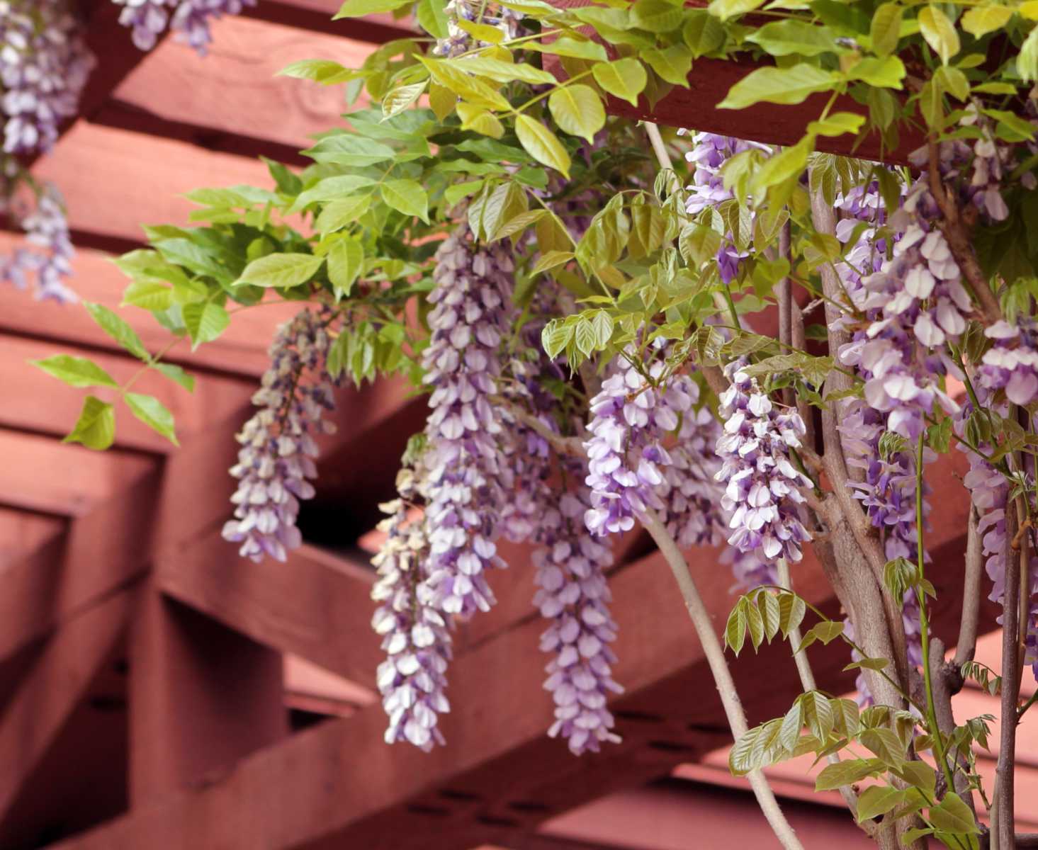 Wooden pergola with blooming wisteria