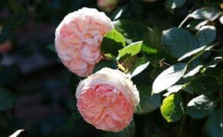 Two fully bloomed Pierre de Ronsard roses