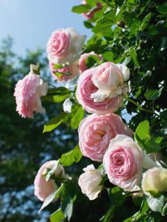 Pierre de Ronsard Rose planting