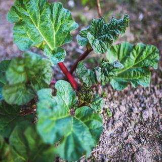 Planting rhubarb in the ground