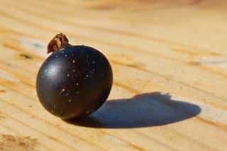 Close-up of a black currant