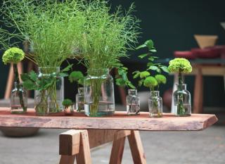 Potions with plants on a bench, fertilizers and treatments