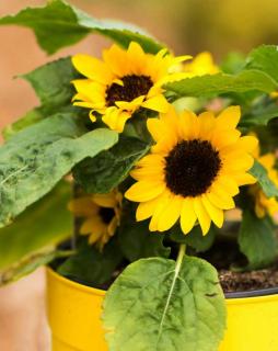 Helianthus in a pot