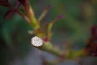 Pruning cut on a rose bush