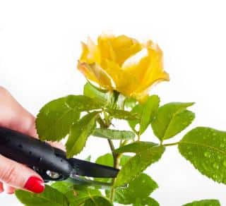 pruning rose bush shrubs