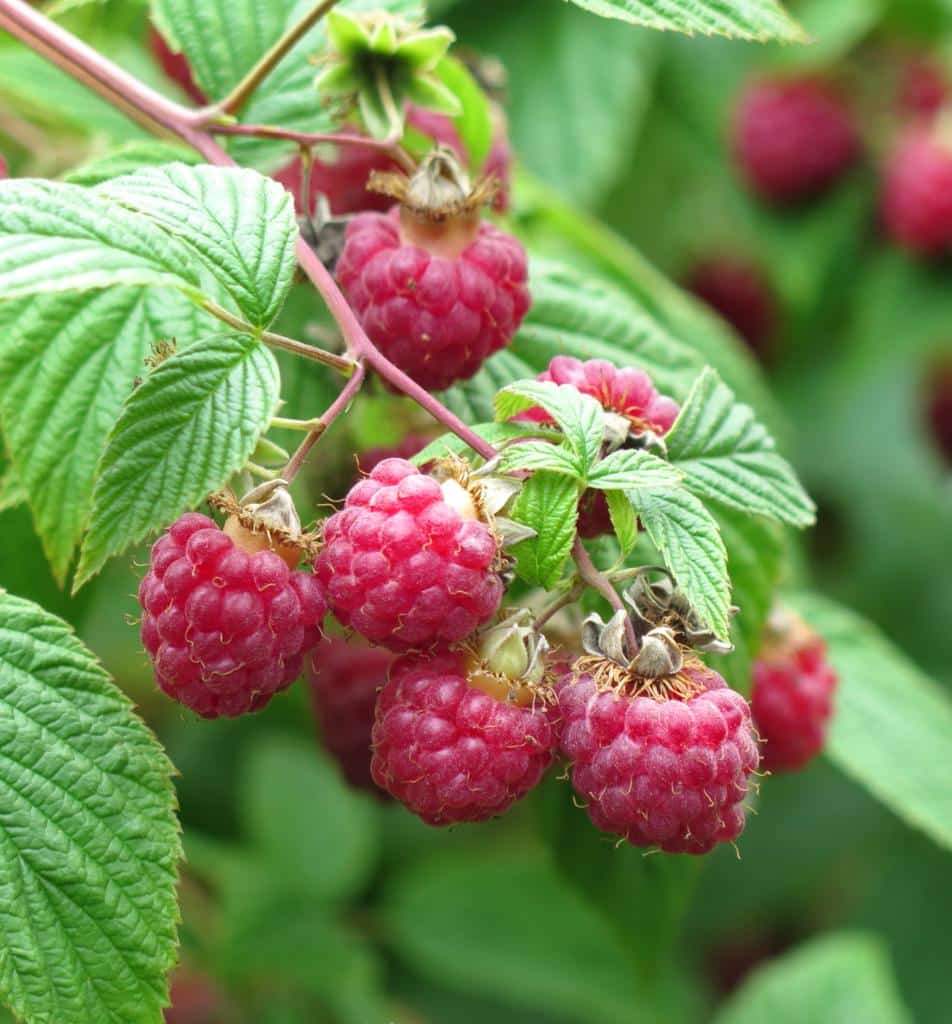 Raspberry bush with a handful of raspberries growing on it.