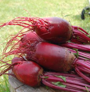 Six fat and juicy red beet just harvested on a wood table.