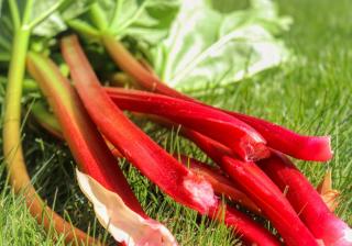 Rhubarb