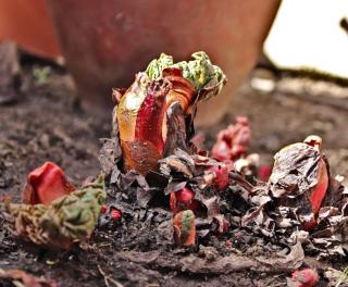 Clump of rhubarb sprouting in Spring