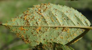Rose rust, underside of leaf
