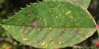 Small dots of yellow and a few brown blotches dot the top of a rose leaf covered in rust.