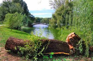 Willow shrubs are willows that grow shorter than normal willow trees