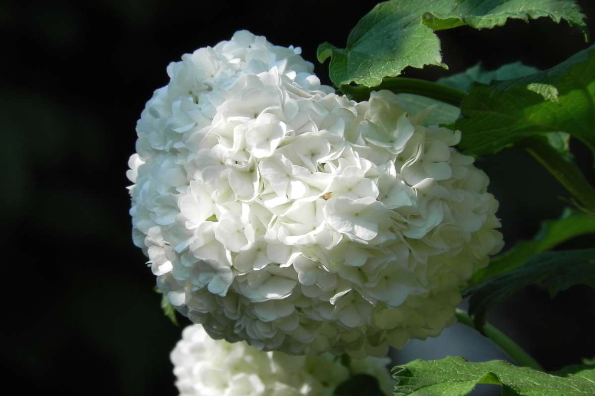 Snowball bush flower