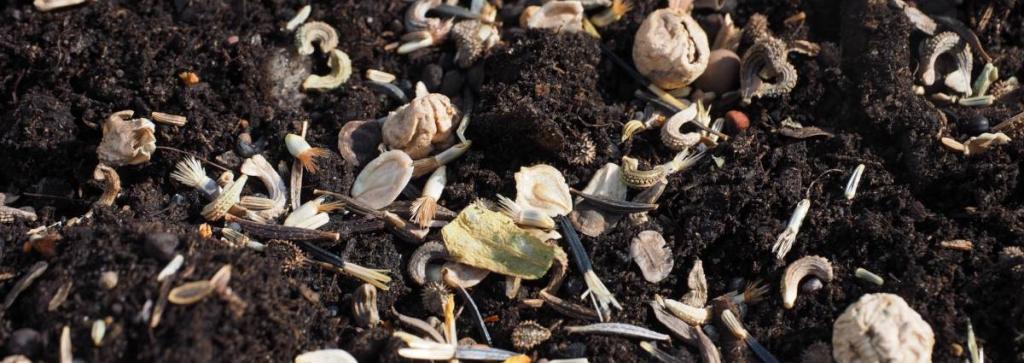 Seeds of different types of flowers sown with broadcast sowing.