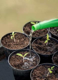 Tomato seedlings watered on time