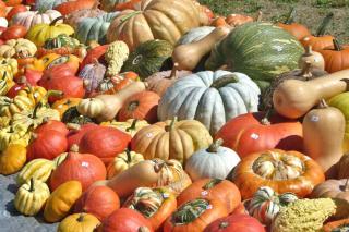 Squash