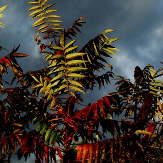 Staghorn sumac poisonous