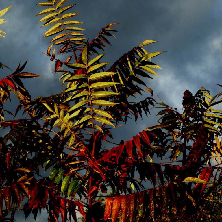 Pruning Rhus Tree Staghorn sumac - pruning, care, Rhus typhina toxicity