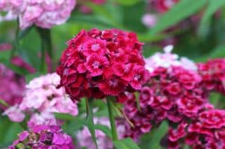 Sweet William carnation sowing