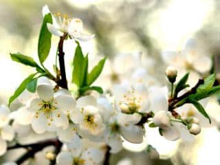 White flowers of the ornamental apple tree blooming in spring.