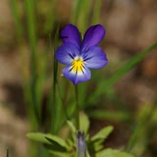 Violet flower, three colors