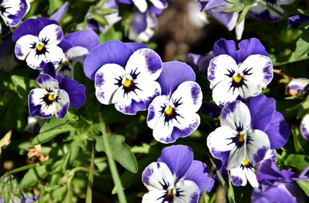 White and purple ground cover violets.