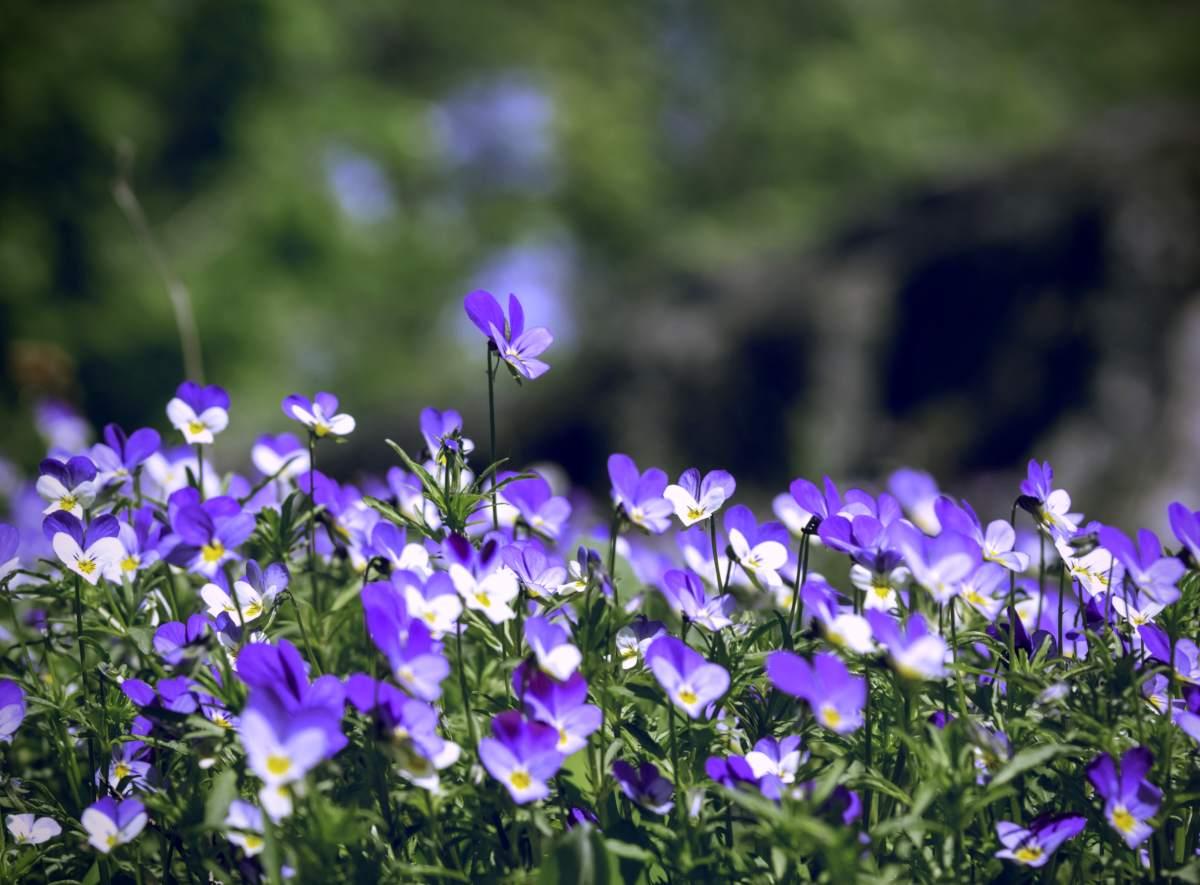 10 Wild Violet Mix (Purple & White) Perennial Bare Roots - Viola - Edible Flowers, Preorder