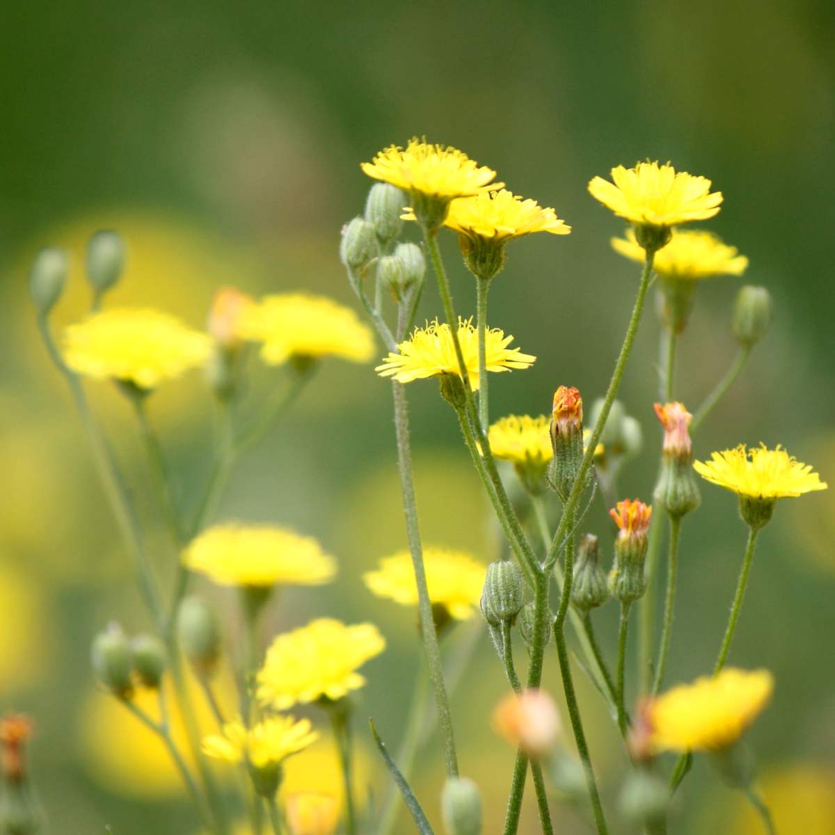 Weeds with health benefits include dandelion