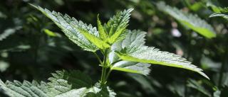 Health benefits of weeds such as nettle are useful.