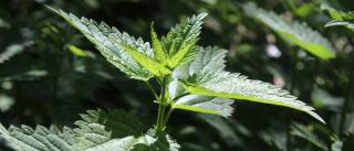 Weeds health benefits