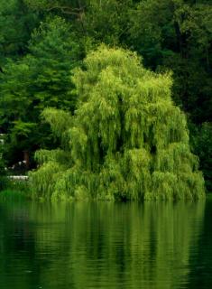 Weeping willow