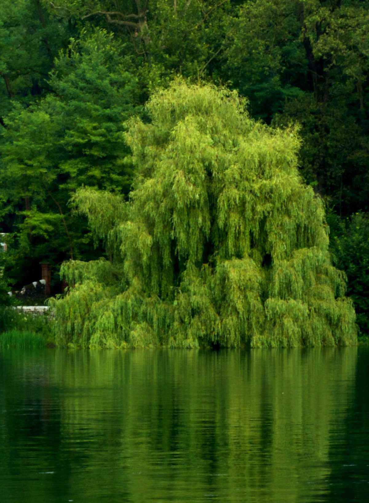 Large willow weeping along the side of a lake