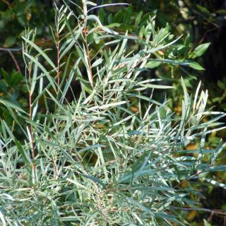 Salix exigua, the Coyote willow